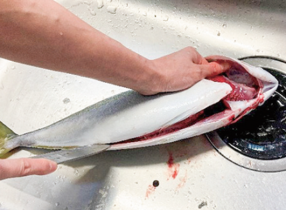 魚を自分でおろそう！イナダの三枚おろしのレシピ・作り方