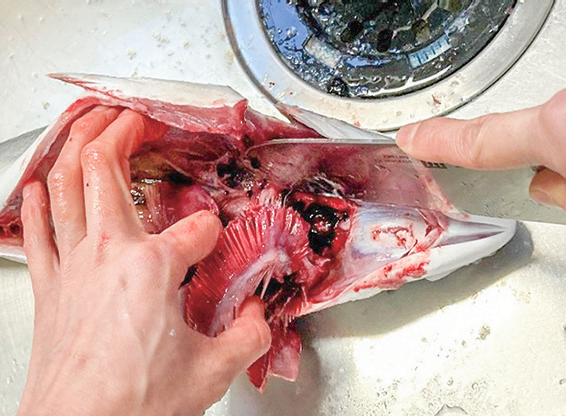 魚を自分でおろそう！イナダの三枚おろしのレシピ・作り方