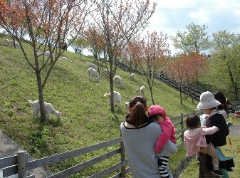 「ヤギの除草」に注目！脱炭素社会へ向けヤギができること【鎌ケ谷市】