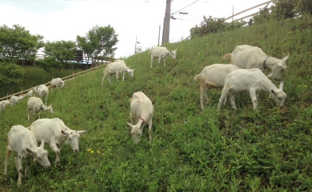 「ヤギの除草」に注目！脱炭素社会へ向けヤギができること【鎌ケ谷市】