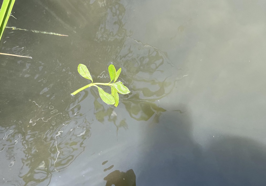 手作業での外来水生植物駆除