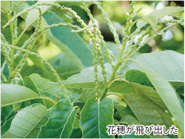 【自然観察】クリの成長日記