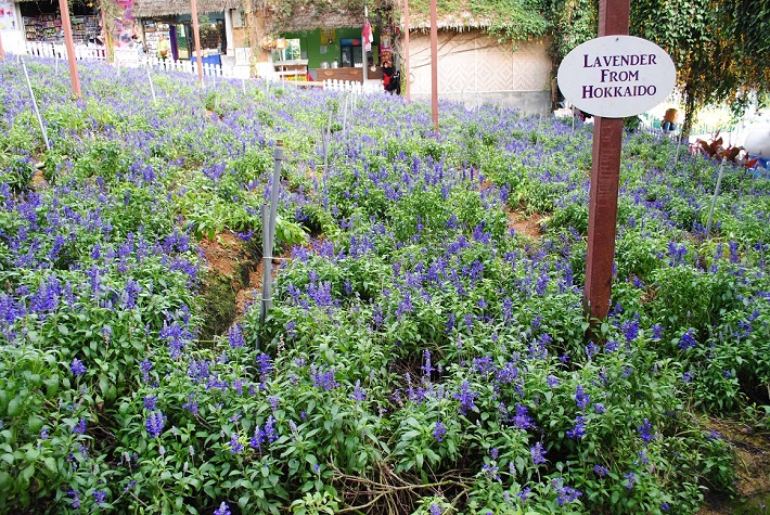 キャメロンハイランド