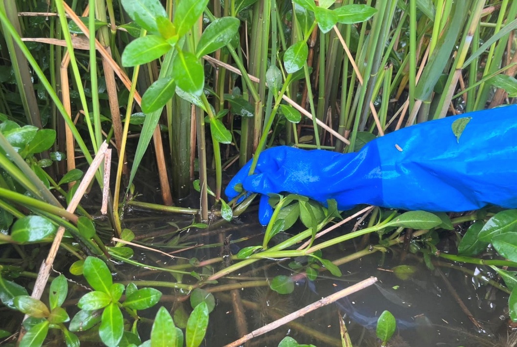 手作業での外来水生植物駆除
