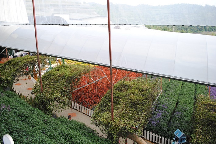 キャメロンハイランド