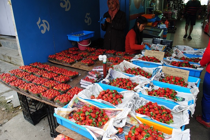 キャメロンハイランド