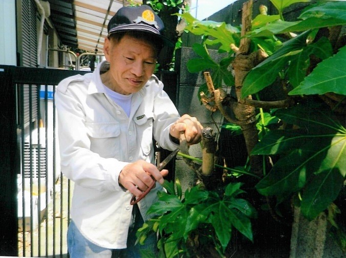 庭木の伐採