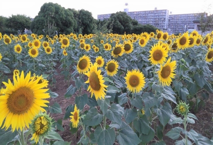 満開のヒマワリ畑