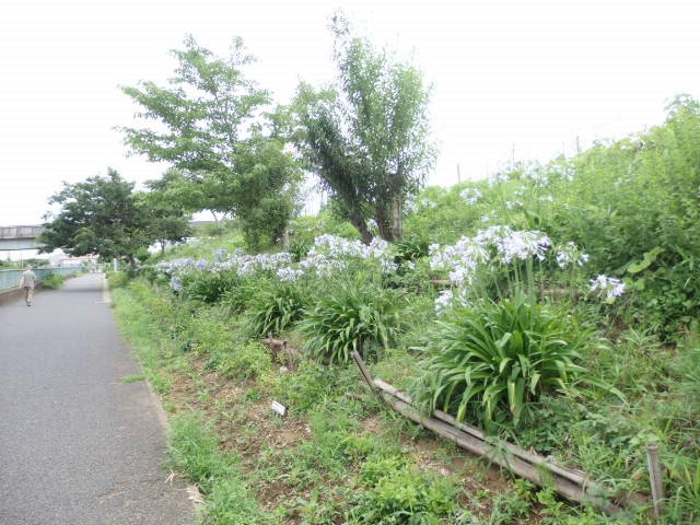 大柏川沿いの歩道