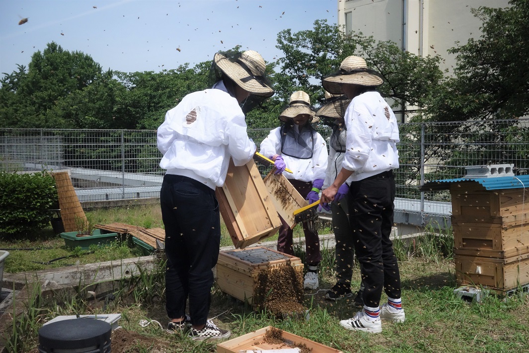 養蜂作業をする学生たち