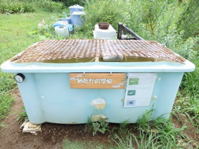 メダカの水槽