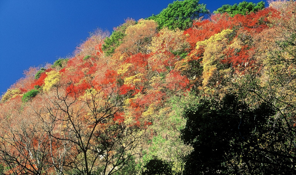 7. 【市原市】大福山（だいふくざん）低山ながら山頂からの眺めは抜群！ 紅葉の名所に続くハイキングコースも人気