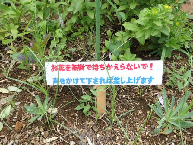 畑の中に看板