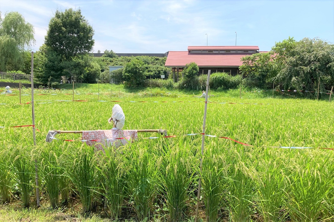 収穫間近の田んぼ