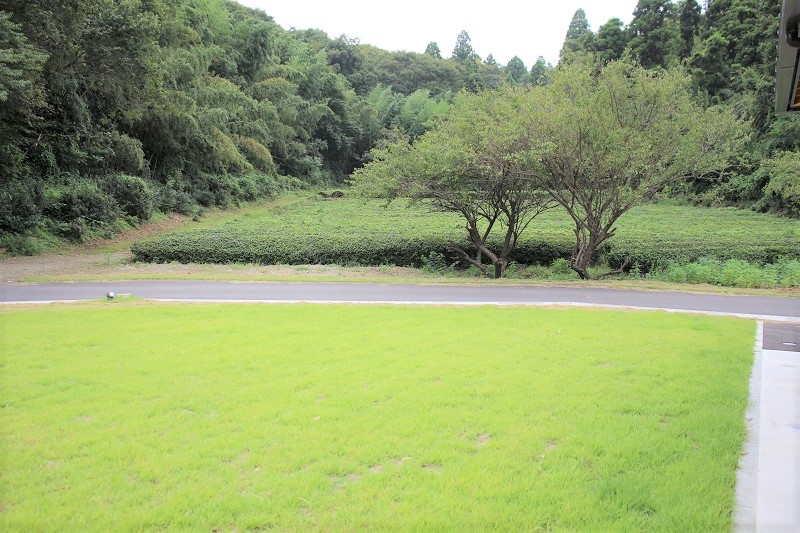 茶畑の植え込み