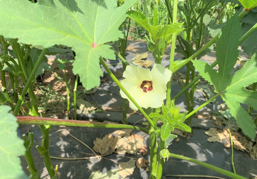 オクラの花