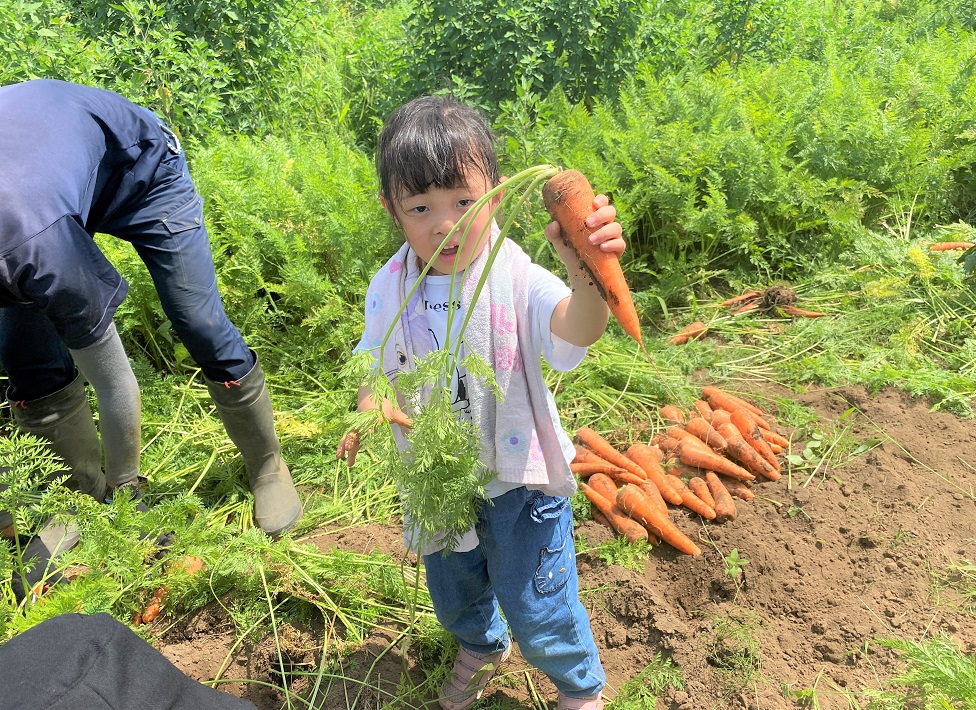 大きなニンジンを収穫