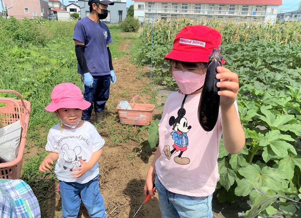 大きくて立派なナスを収穫