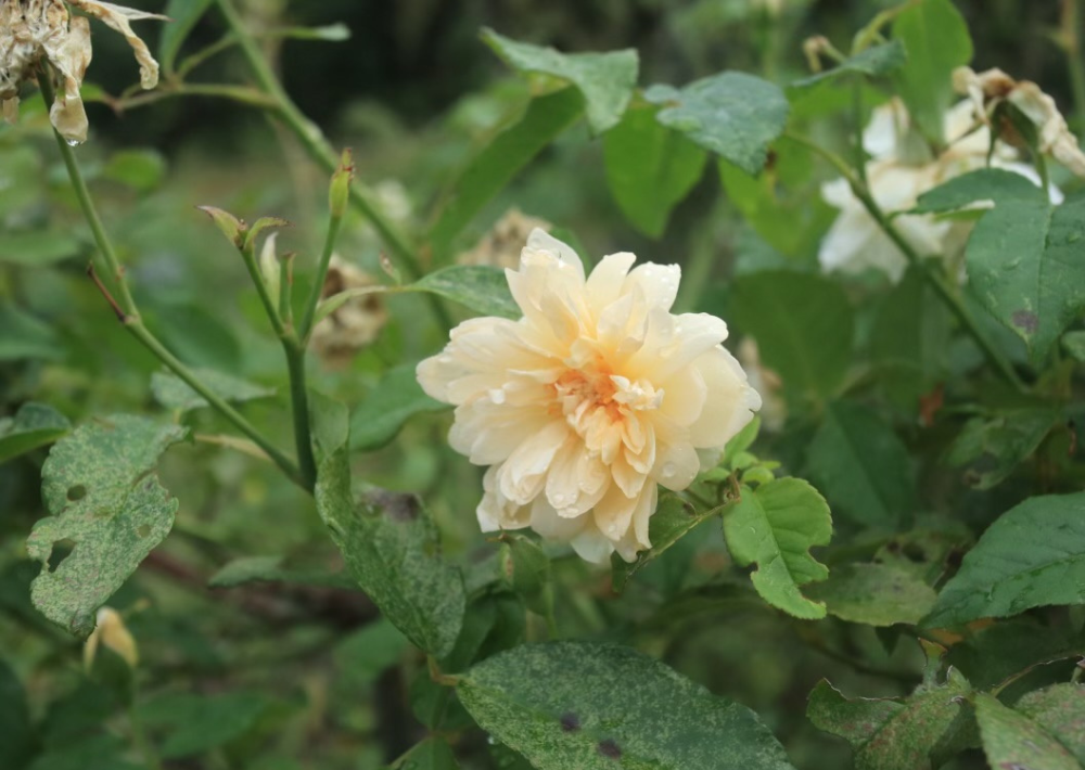 【市川市】「大川原梅園＆HERB GARDEN」で癒やしのひとときを！　さまざまなハーブの魅力に触れ、自家製の梅干しが買える 