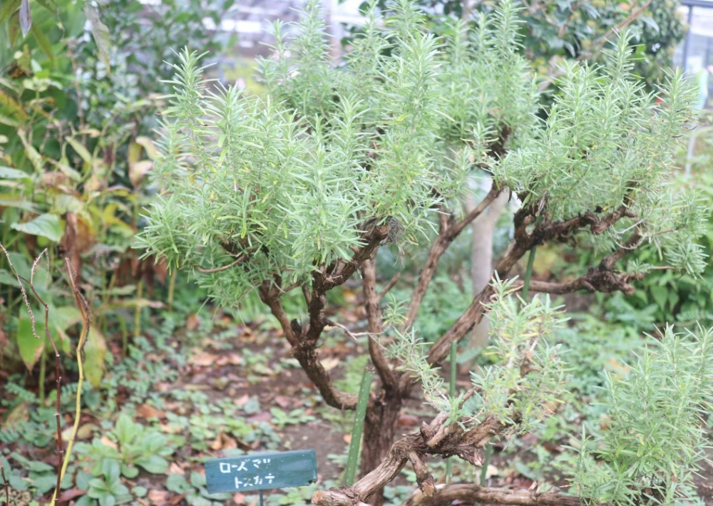 【市川市】「大川原梅園＆HERB GARDEN」で癒やしのひとときを！　さまざまなハーブの魅力に触れ、自家製の梅干しが買える 