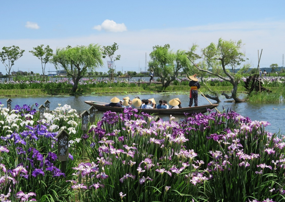 【香取市】水郷佐原あやめパーク（すいごうさわらあやめパーク）小舟に乗って水路を巡りながらハナショウブやハスを観賞できる！