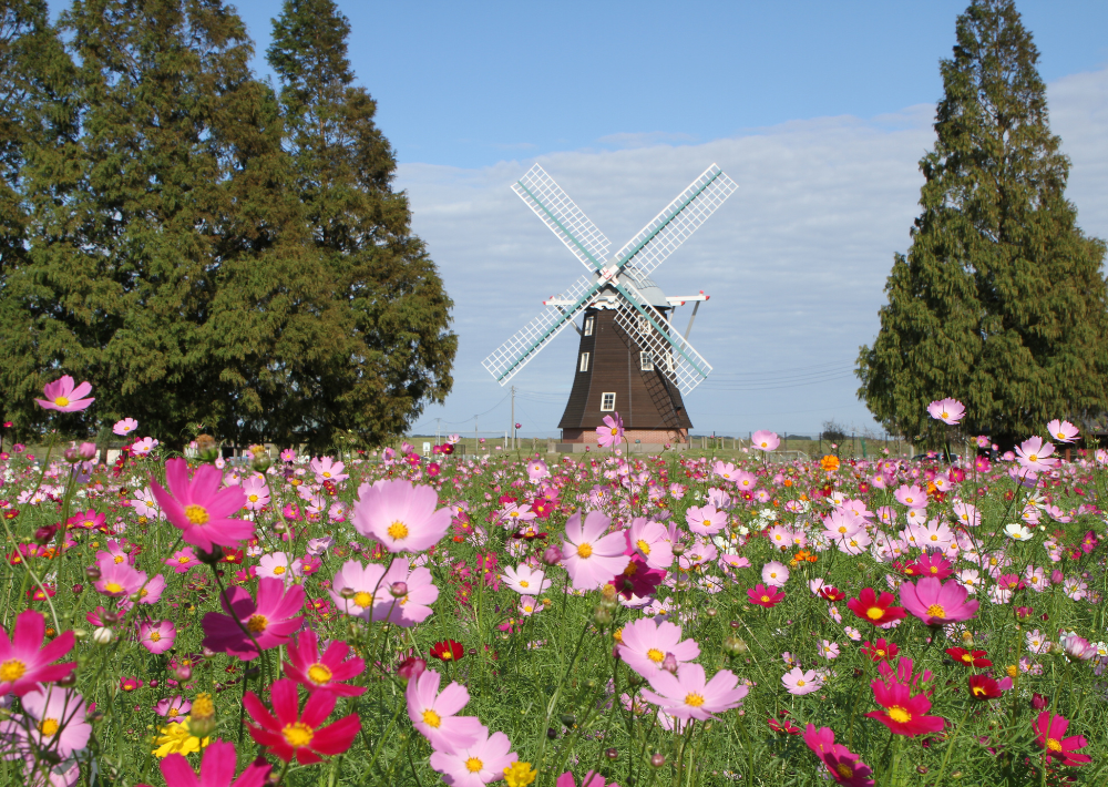 【柏市】あけぼの山農業公園　四季折々の花々やさまざまなイベントを楽しもう 