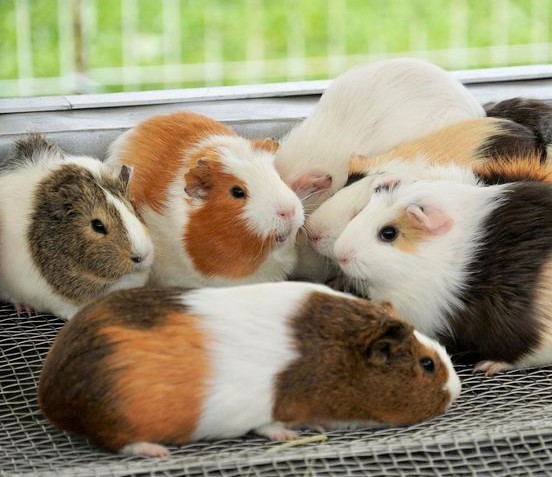 動物とのふれあいコーナー