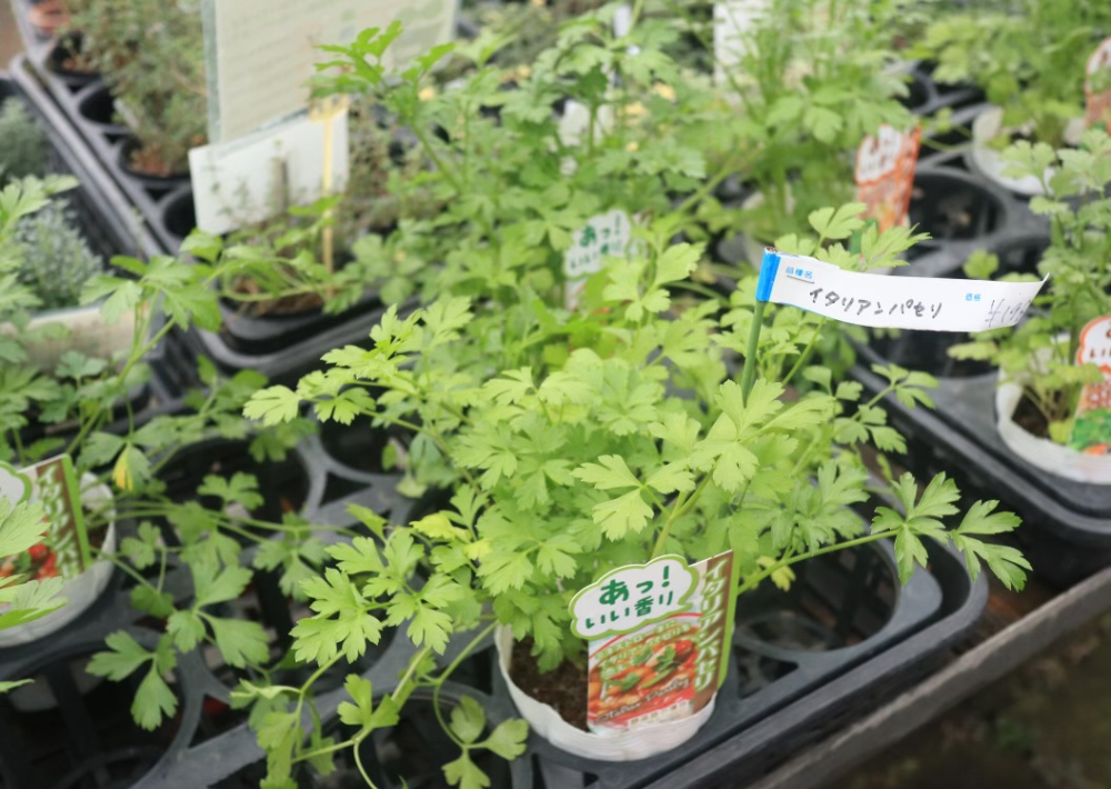 【市川市】「大川原梅園＆HERB GARDEN」で癒やしのひとときを！　さまざまなハーブの魅力に触れ、自家製の梅干しが買える 