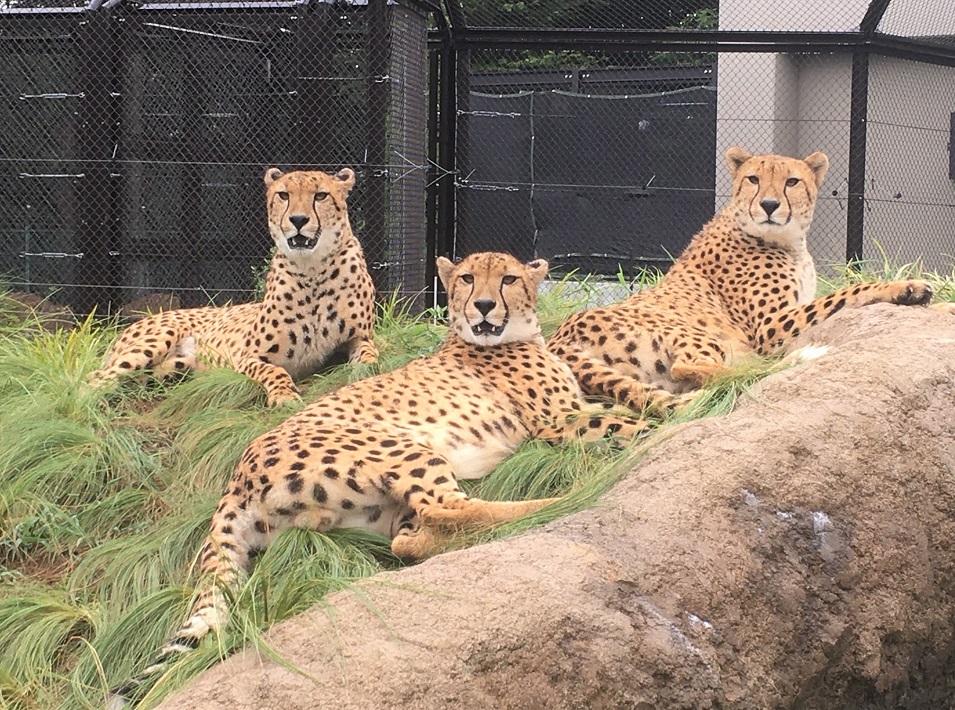 オスのチーター3兄弟
