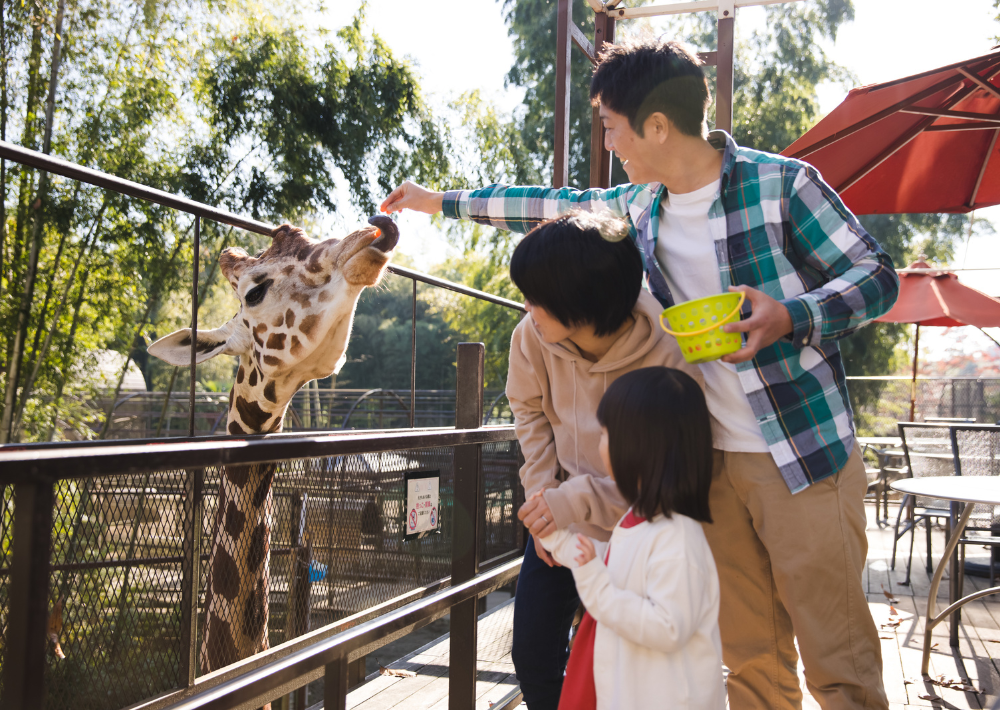 <h2>10.【市原市】ANIMAL WONDER REZOURT サユリワールド　園内のほぼすべての動物が放し飼い！　ラマやカピバラ、ワオキツネザルとのふれあいを楽しんで 