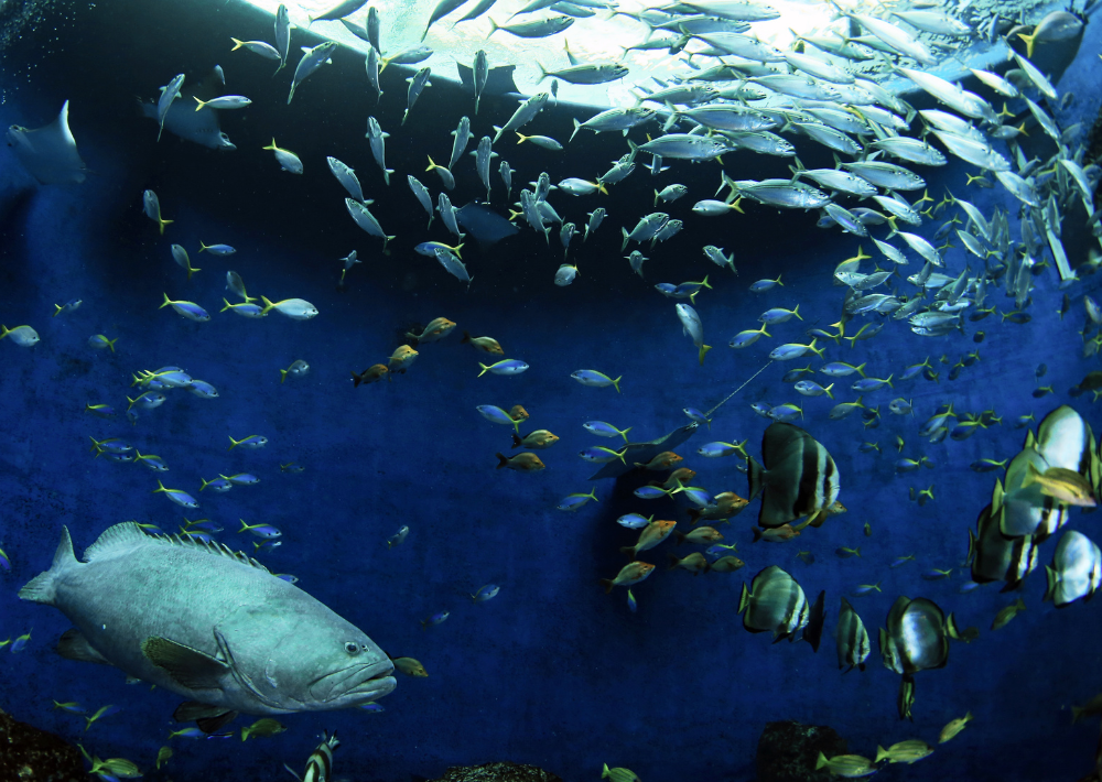 【2022年最新】千葉のおすすめ水族館・動物園14選  水族館でシャチに会えるのは全国で千葉と名古屋だけ！ 