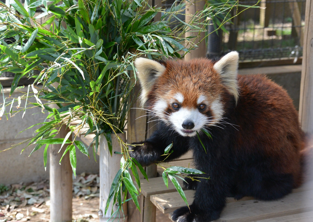 【市川市】市川市動植物園　夏にはザリガニ釣りも！　レッサーパンダのかわいさにキュン