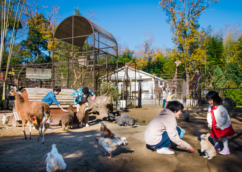 <h2>10.【市原市】ANIMAL WONDER REZOURT サユリワールド　園内のほぼすべての動物が放し飼い！　ラマやカピバラ、ワオキツネザルとのふれあいを楽しんで 