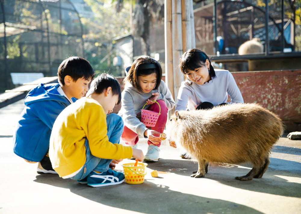 <h2>11. 【市原市】 ANIMAL WONDER REZOURT  市原ぞうの国　お絵描きやダンスなど、ぞうのショーは必見！　小動物とのふれあいも楽しめる 