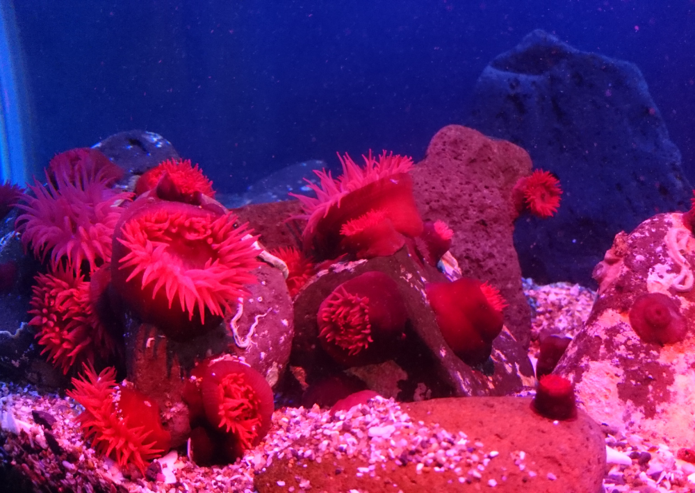 【銚子市】世界一ちっちゃな水族館　実際に銚子の海にいる生物が観察できる！　ヒトデやクラゲ、カニやナマコなど 