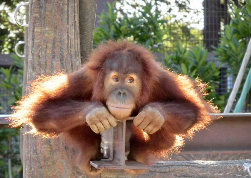 【市川市】市川市動植物園　夏にはザリガニ釣りも！　レッサーパンダのかわいさにキュン