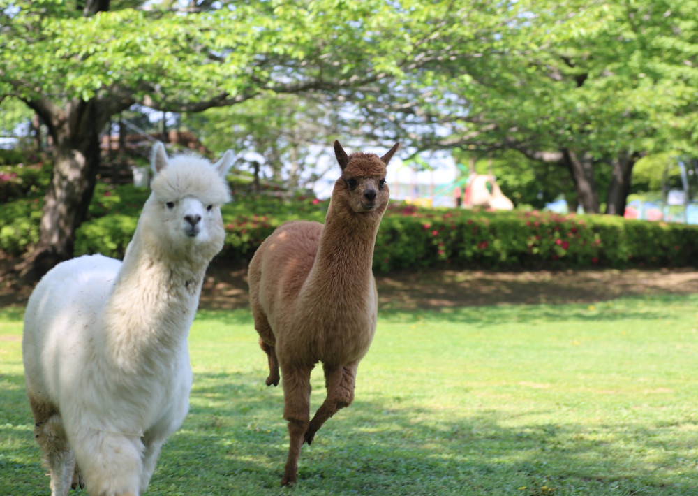 【市川市】市川市動植物園　夏にはザリガニ釣りも！　レッサーパンダのかわいさにキュン