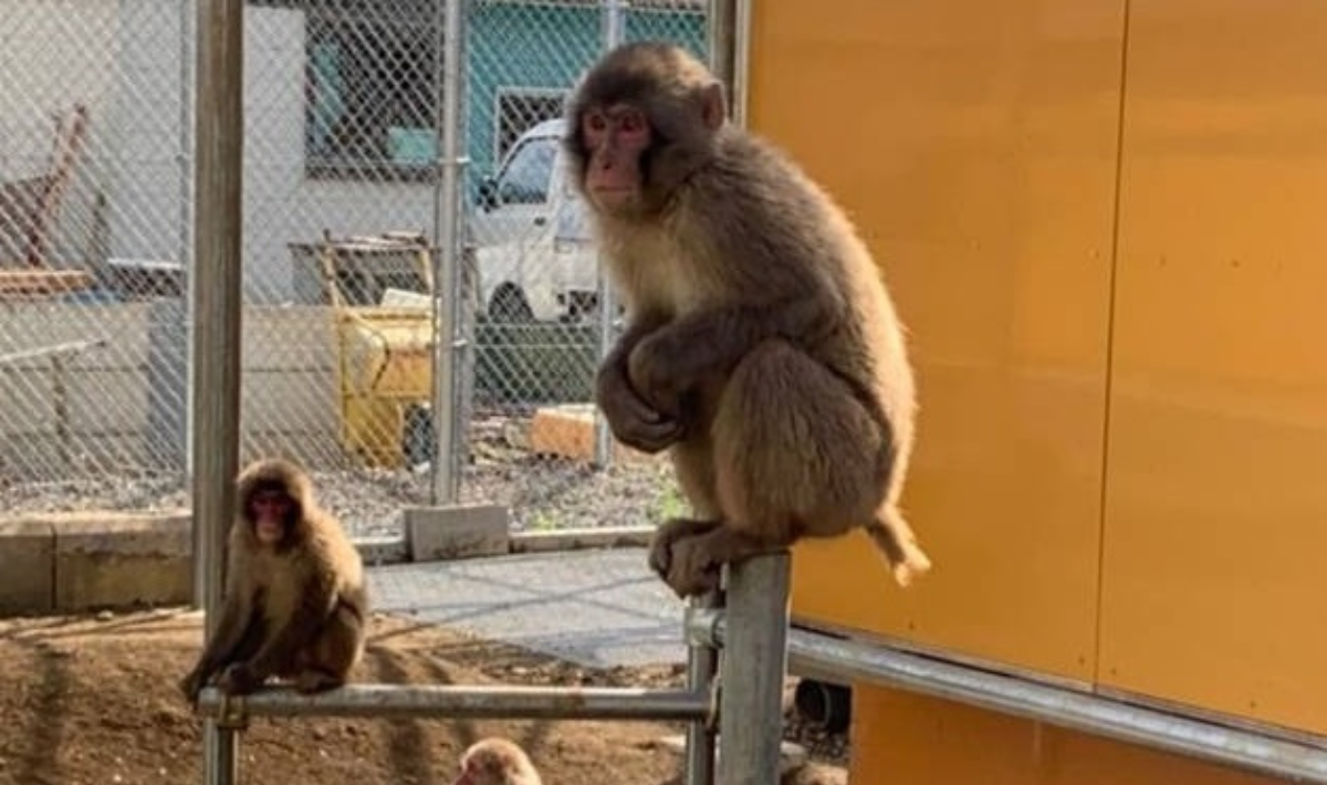 【富津市】高宕山自然動物園　間近でサルとふれあえる穴場スポット！