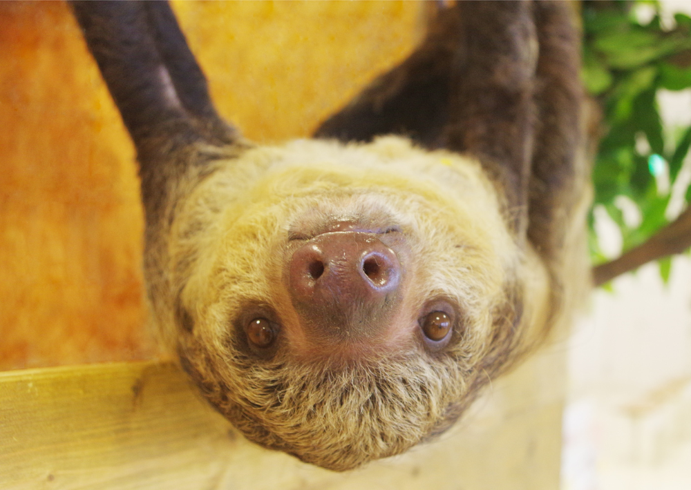 14. 【印西市】 Moff animal world BIGHOP ガーデンモール印西店　雨が降っても安心な室内動物園！　お買い物の合間に動物たちに癒やされて    