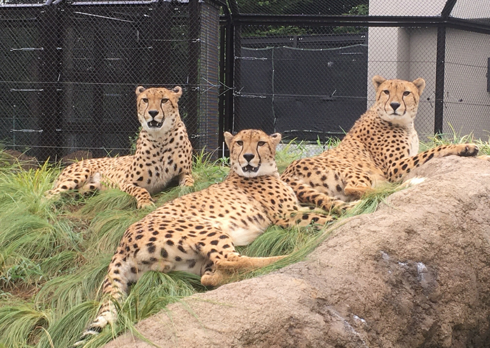 【千葉市】千葉市動物公園　ゾウ、ライオン、キリンなどスターが勢ぞろい！　チーターとブチハイエナは県内唯一 