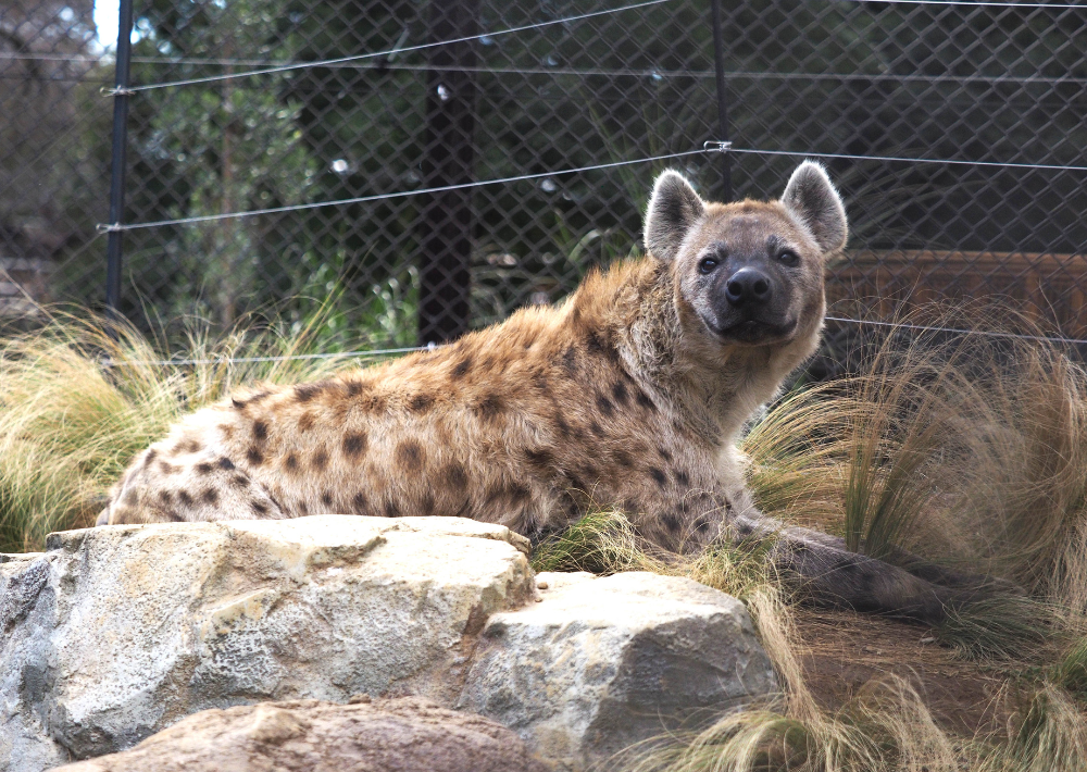 【千葉市】千葉市動物公園　ゾウ、ライオン、キリンなどスターが勢ぞろい！　チーターとブチハイエナは県内唯一 
