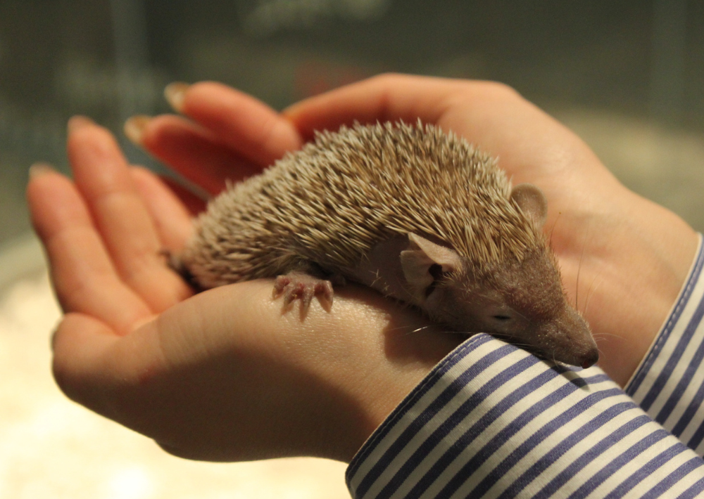 【柏市】KABAZOO　雨が降っても安心！　約30種類の動物とふれあえるアリオ柏内の動物園
