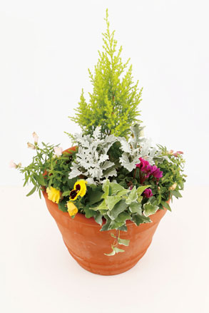 カラーリーフを使った寄せ植え例