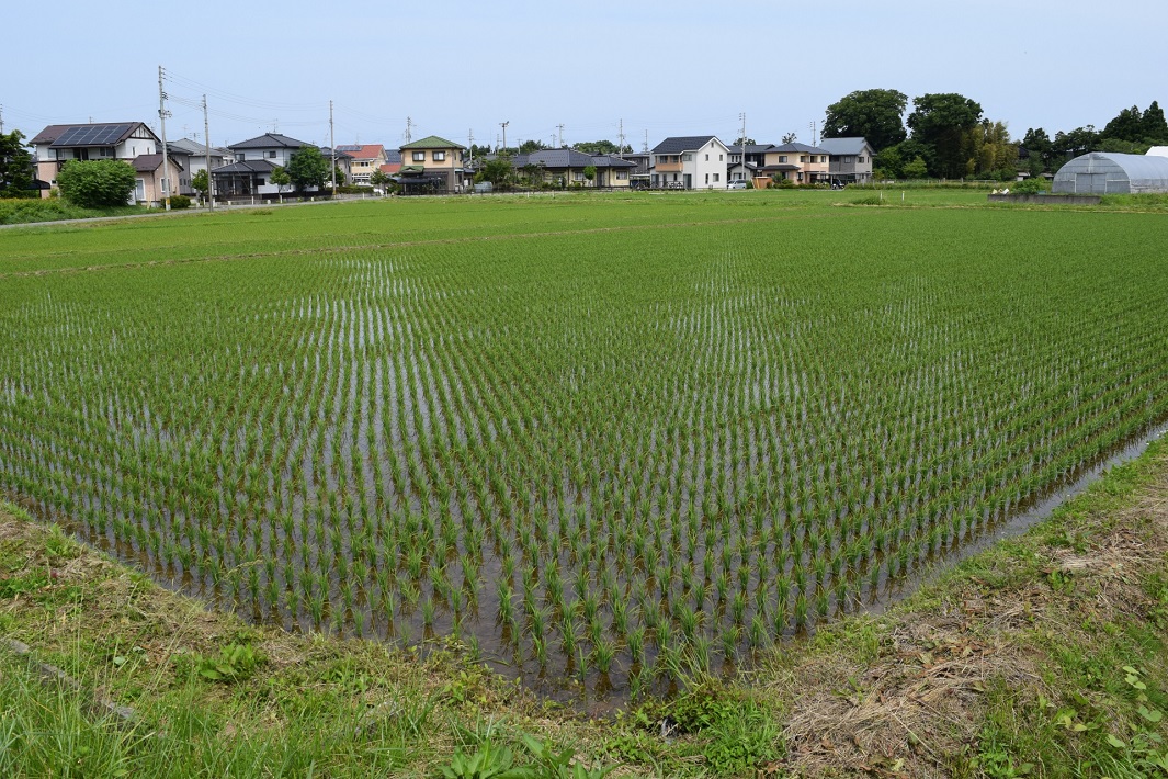 田植え