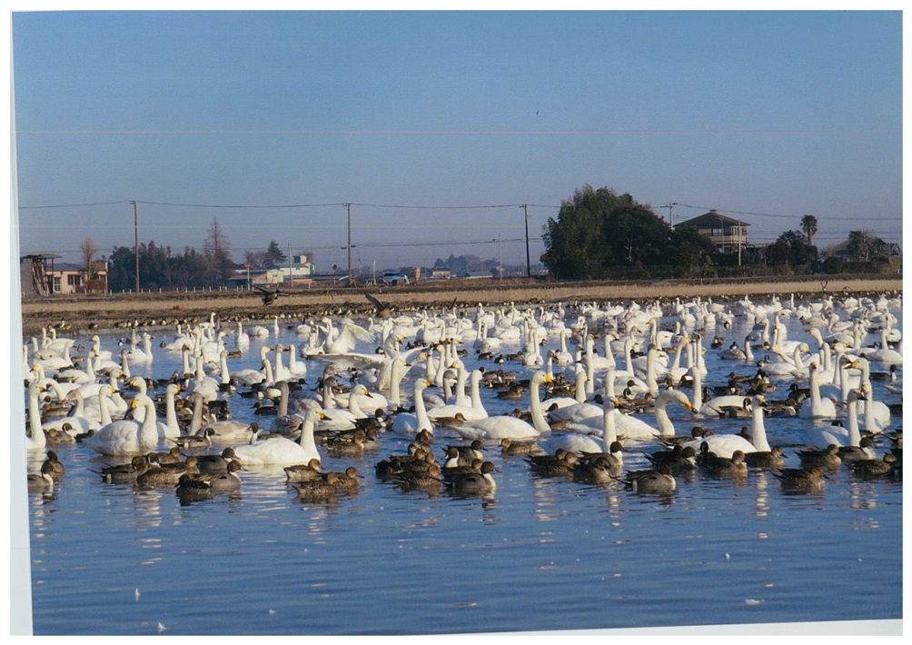 【印西市】白鳥がつなぐ人と地域の輪 「本埜白鳥の郷」