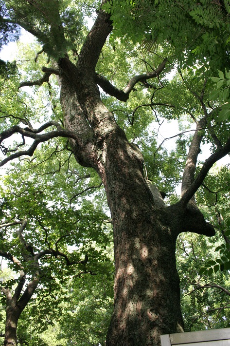 【埼玉県越谷市】中村家「サロン」主宰27代当主・中村穎司さん