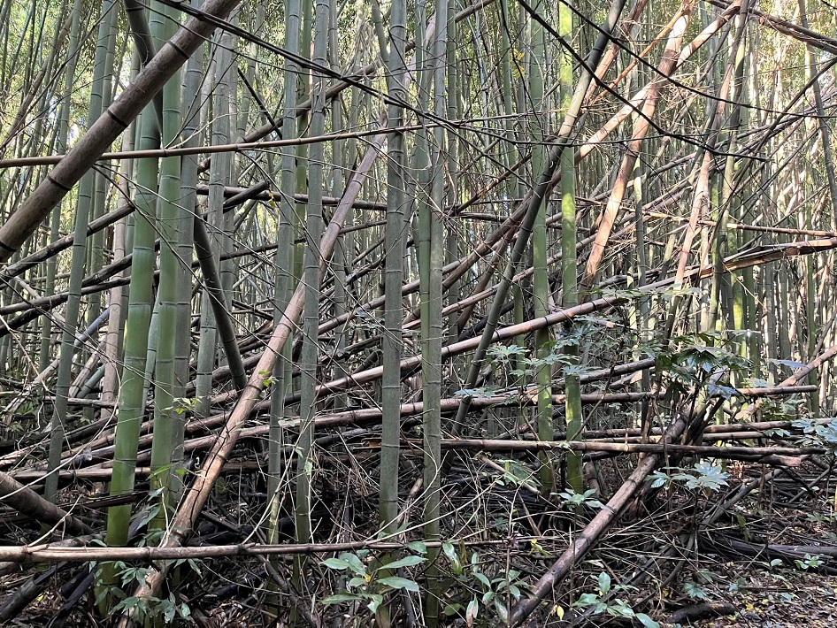 荒れた放置竹林