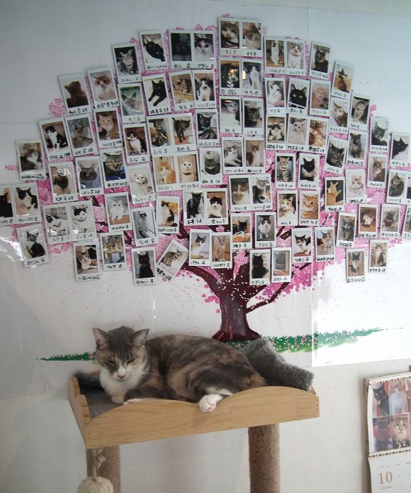【埼玉県越谷市】動物病院が運営する「保護猫カフェ」でご縁をつなぐ