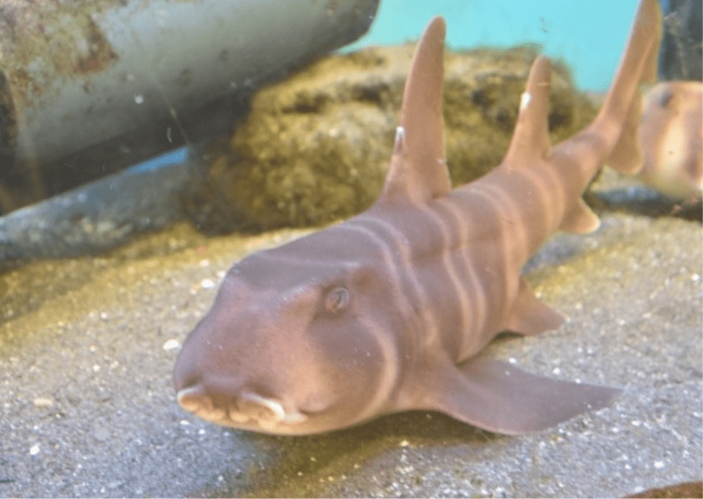 館山の観光スポット「渚の駅たてやま」内にあるミニ水族館「磯場の水槽」