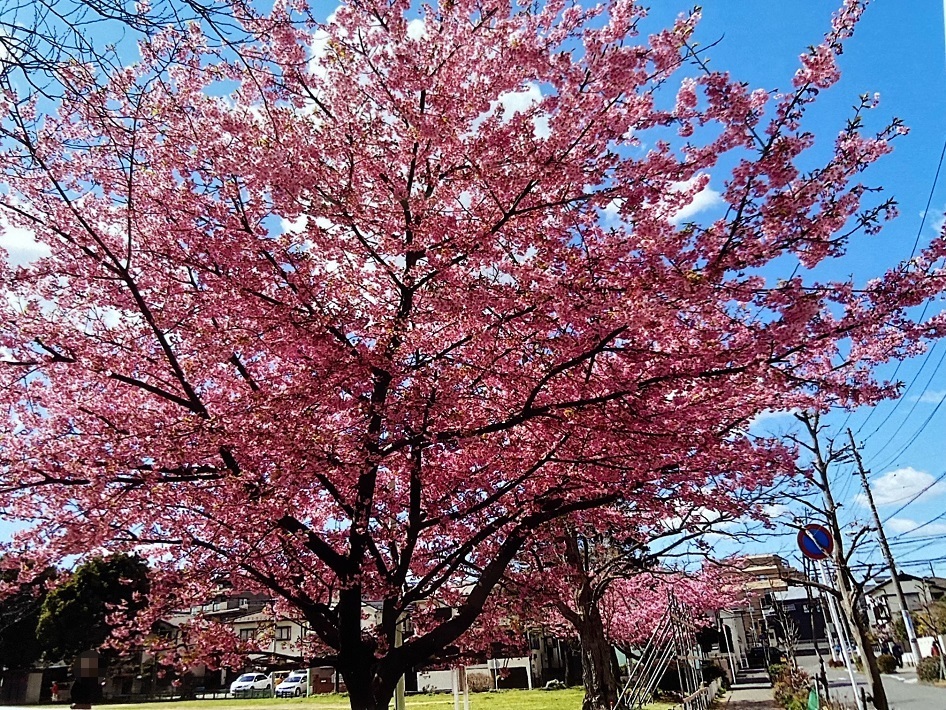【船橋市】北習志野第8号公園の河津桜